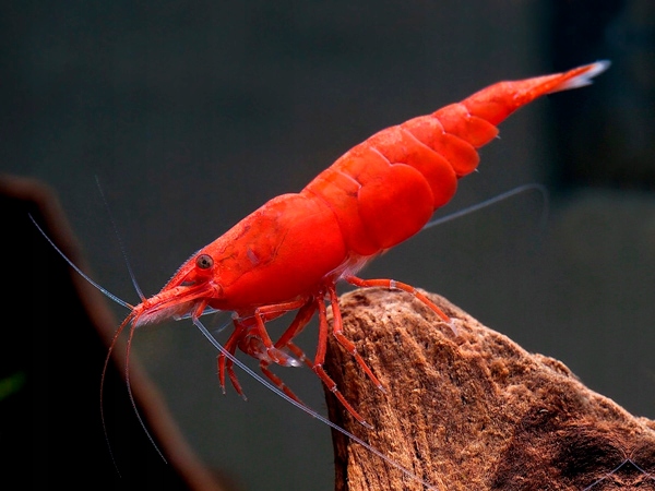 Krewetka SAKURA RED - Neocaridina - Caridina