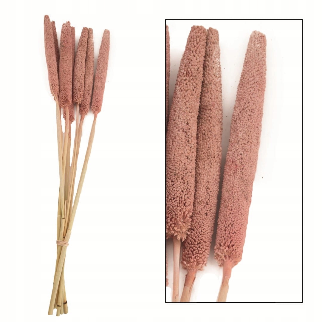 

Naturalna pałka wodna zielona 10 sztuk Suszka