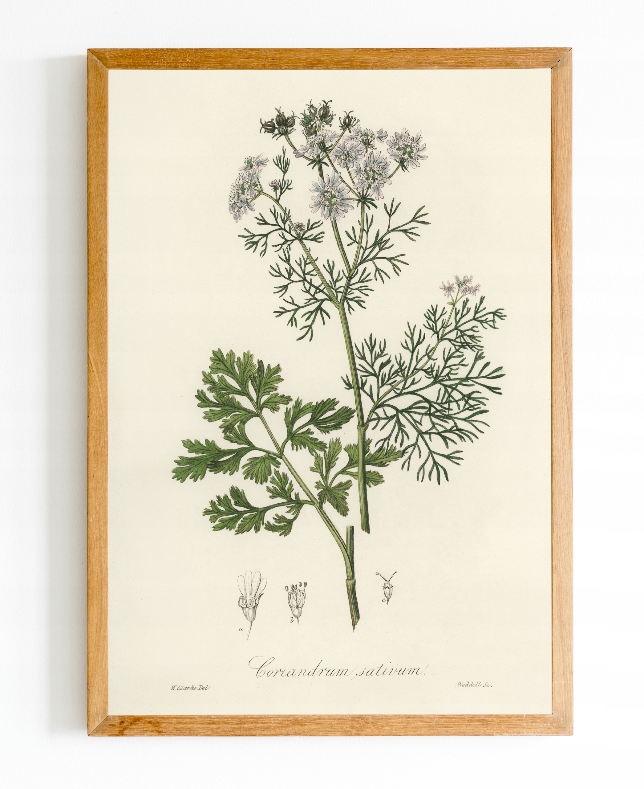 

Obraz plakat Botanik Botanical Rośliny A4 #bn08