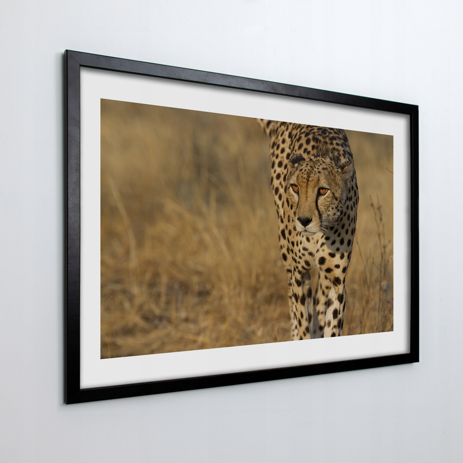 Fotoobraz na stenu v ráme Gepard tráva 70x50 cm