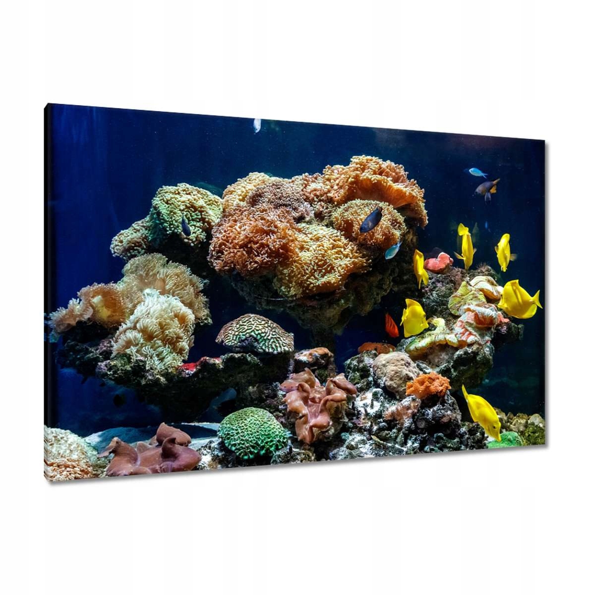 Obrazy 120x80 Ryby Korálový útes