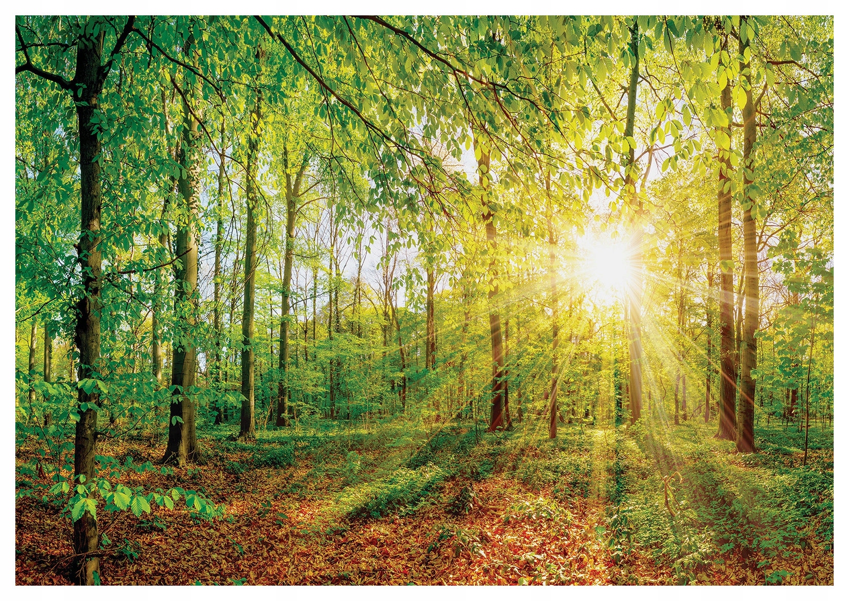 Vliesová fototapeta Sluneční les, energie života 254x184 lepidlo