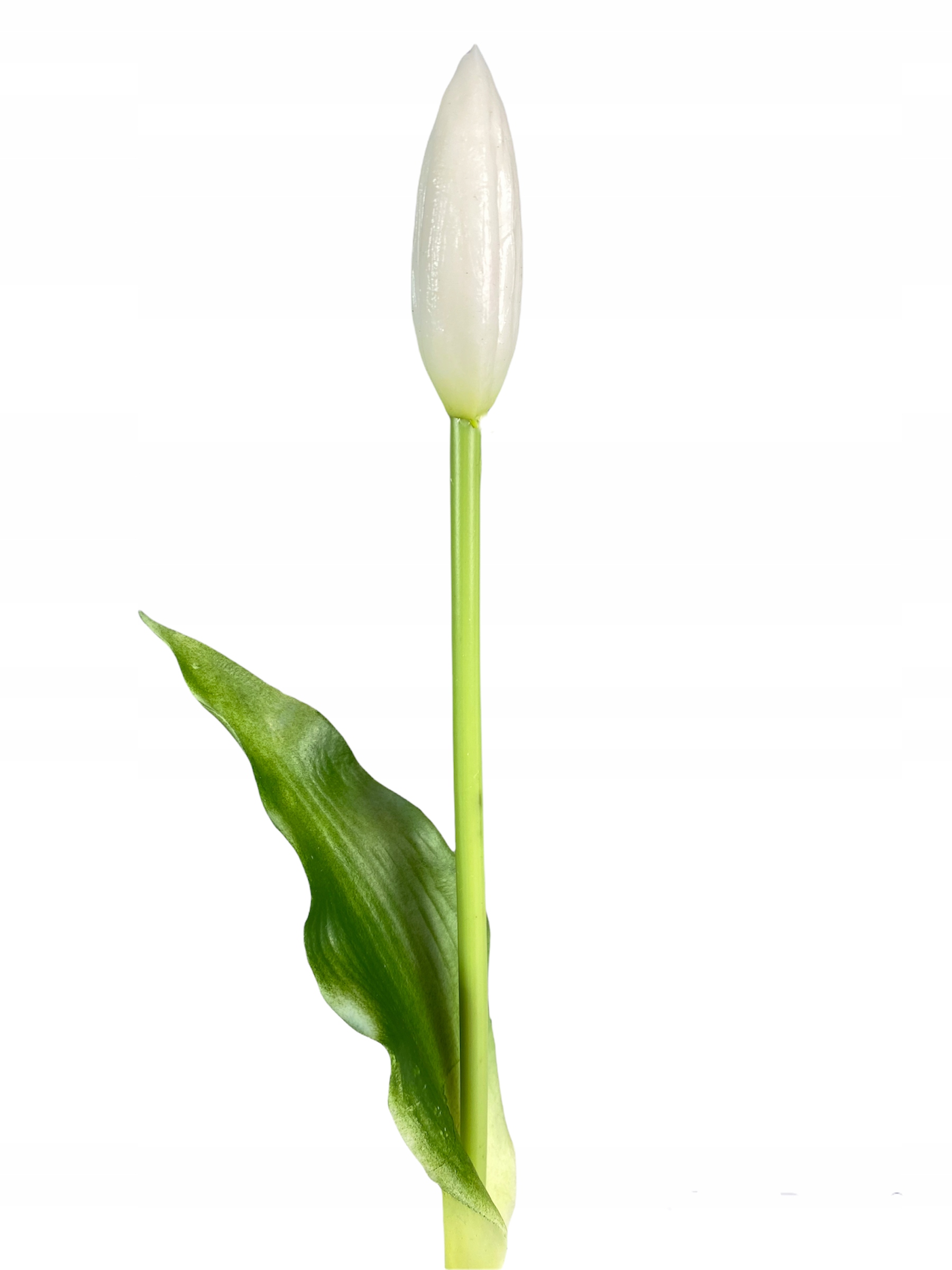 

Tulipan Gumowany Tulipany jak Żywe Pąk Biały