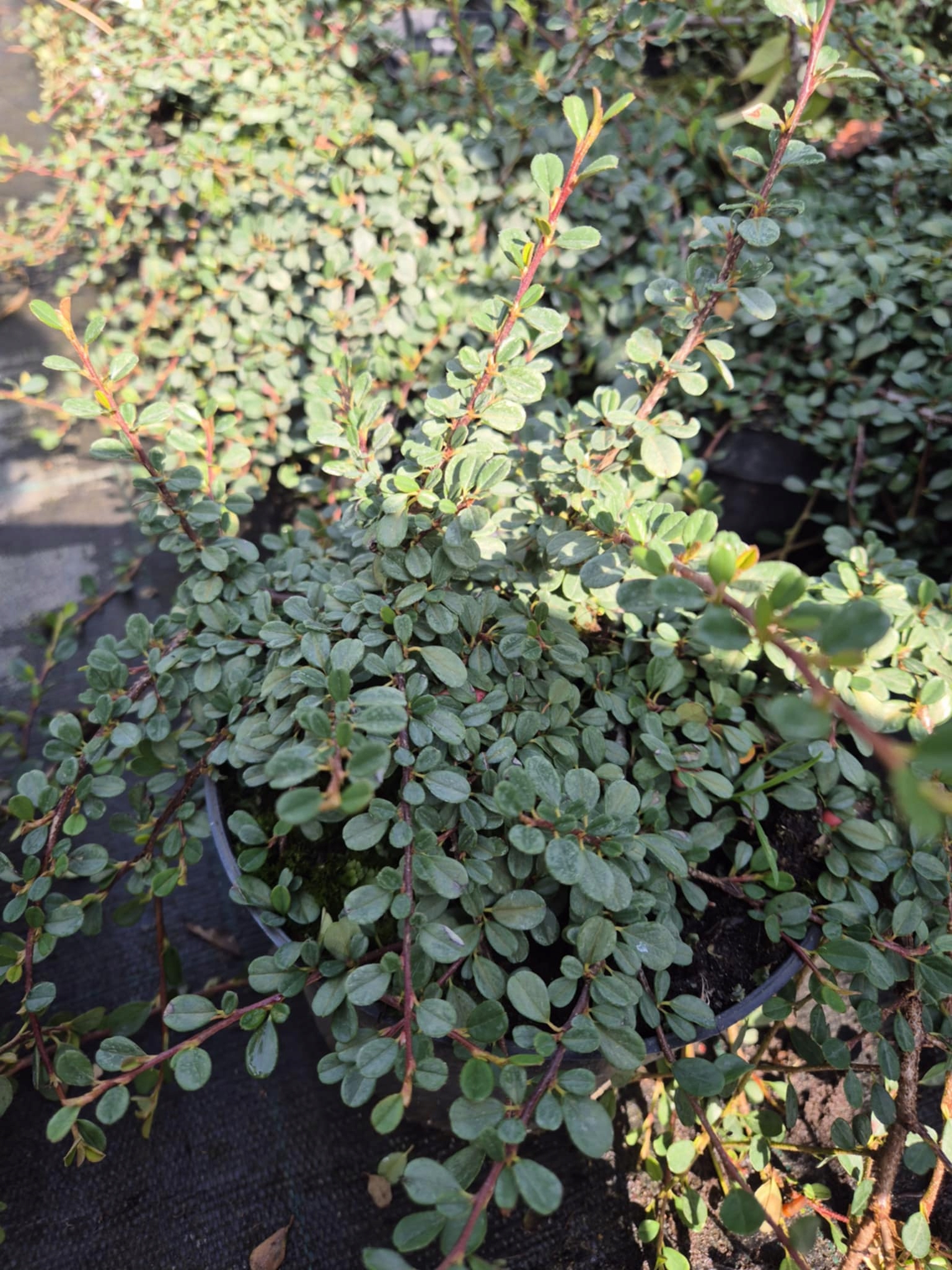 Irga płożaca Streib's Findling Producent inny