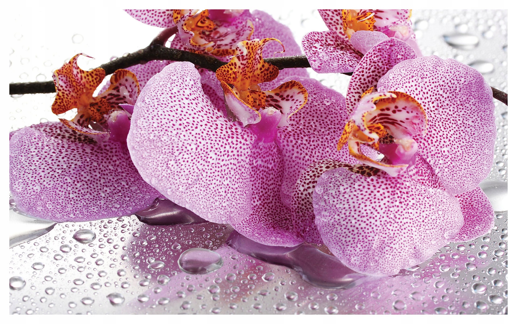 Fototapeta Orchideje rosa vinylová 254x184 lepidlo