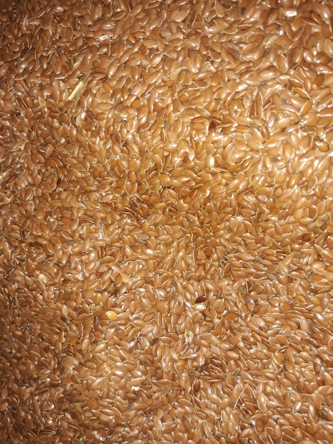 SIEMIE LNIANE LEN NASIONA 1 KG paszowe