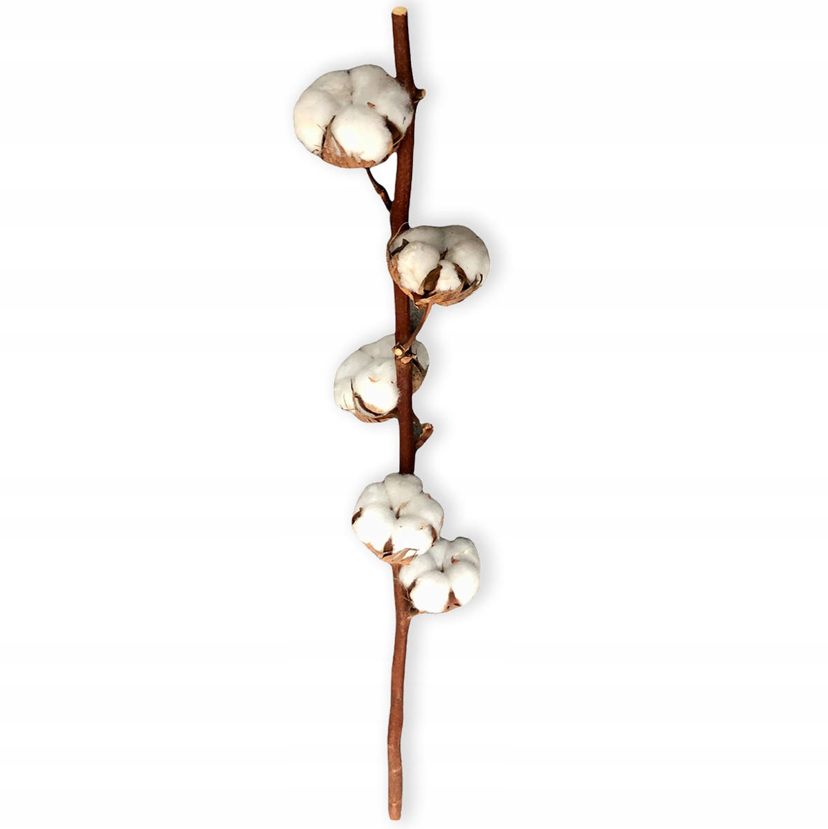 

Gałązka Bawełny Naturalna suszona dekoracja, 50cm