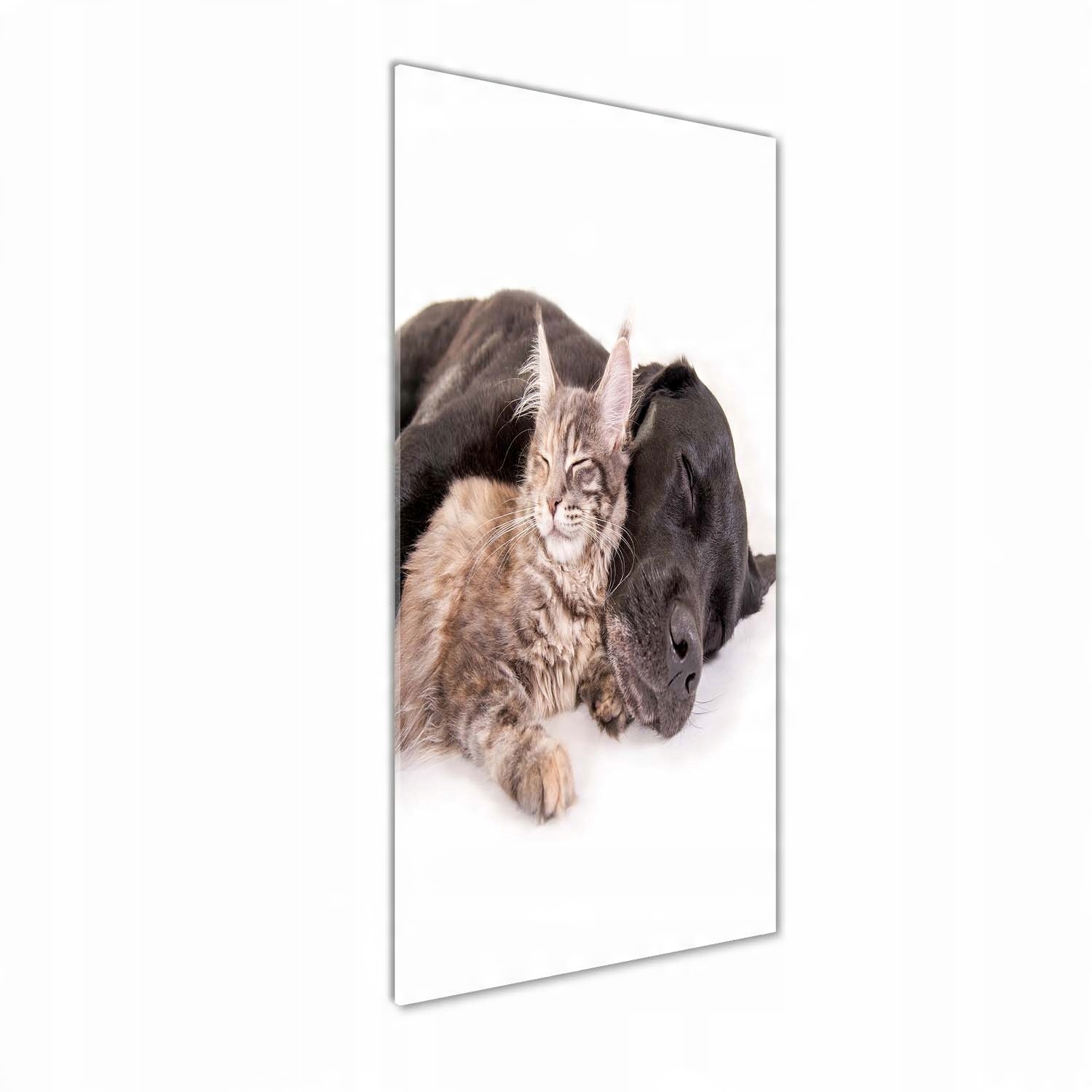 

Foto obraz akrylowy na ścianę Pies i kot 50x125cm