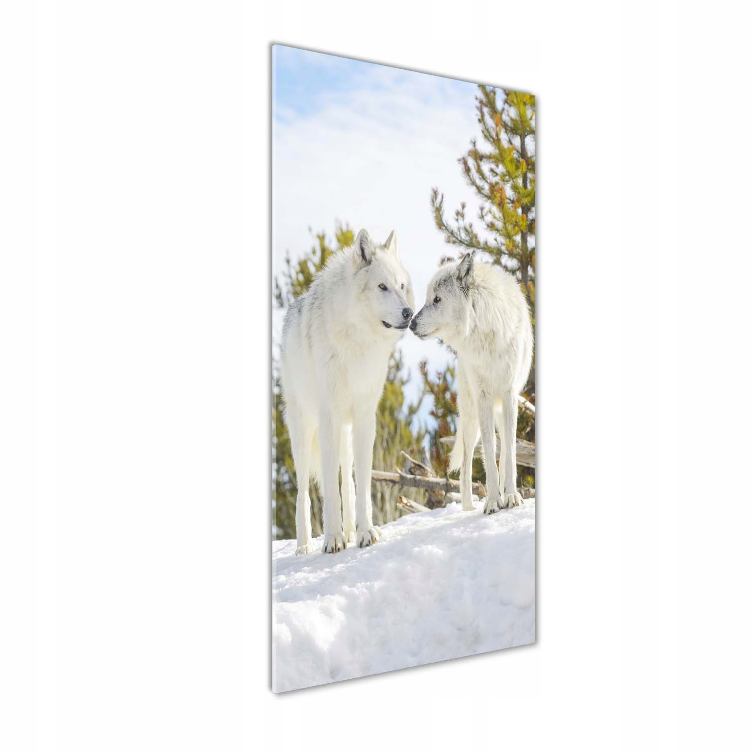 

Foto obraz szkło akrylowe Dwa białe wilki 50x125cm