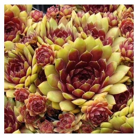 Rojnik 'Dr. Fritz Köhlein' Sempervivum