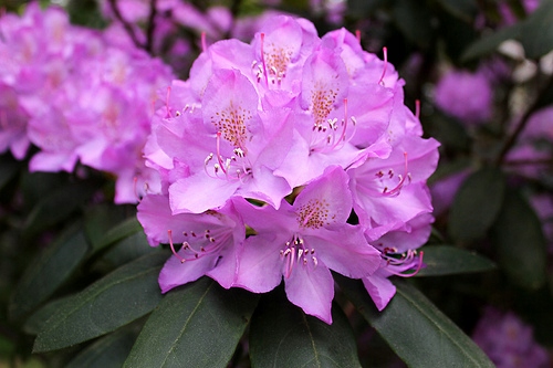 RODODENDRON ROSEUM ELEGANS różowofioletowe kwiaty