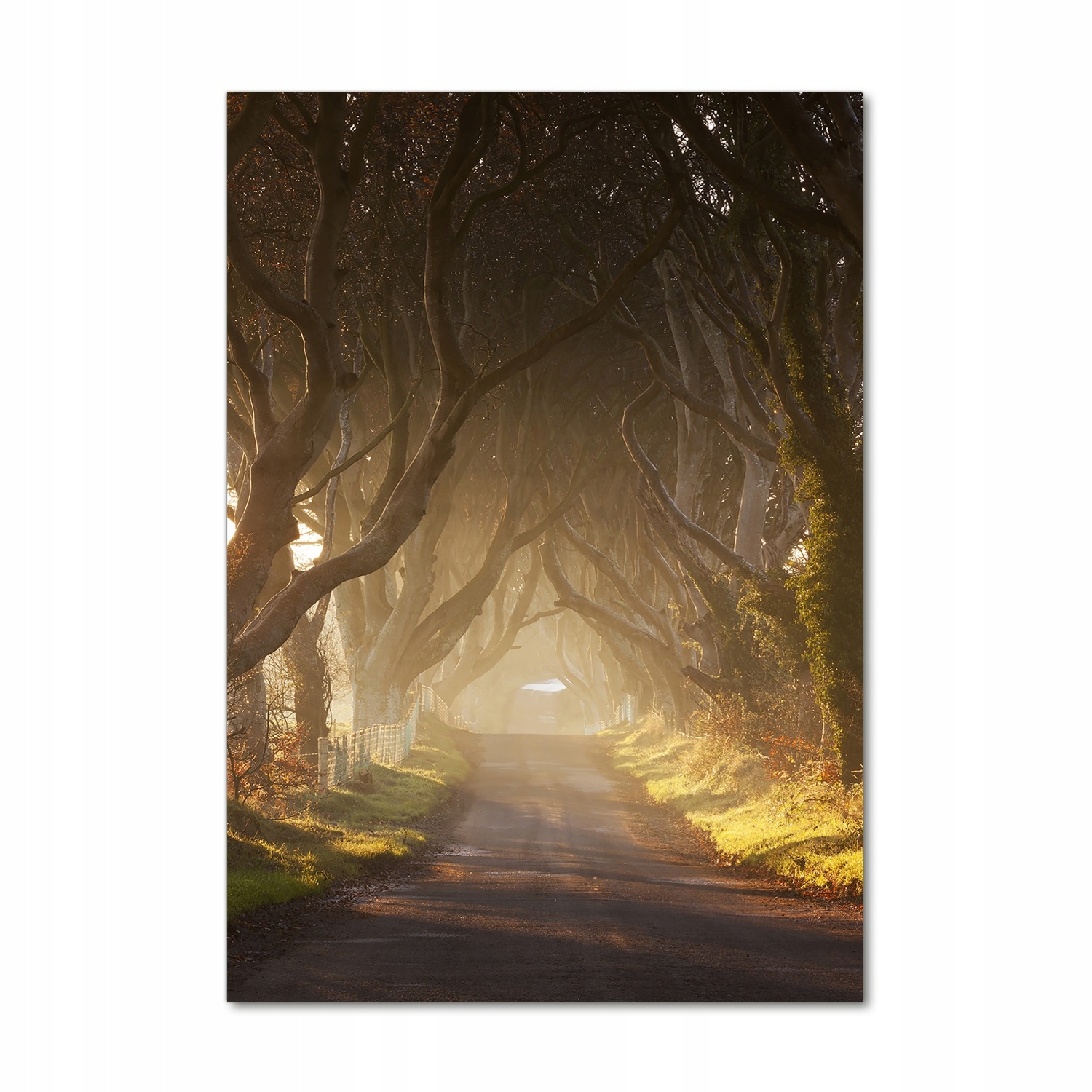

Foto obraz szkło akrylowe Ścieżka w lesie 70x100cm