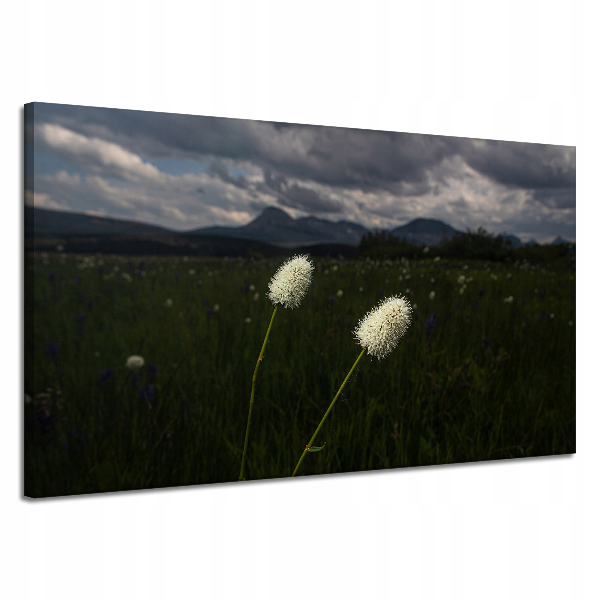 Obraz Canvas Příroda Hory Polní květiny 120x70 cm