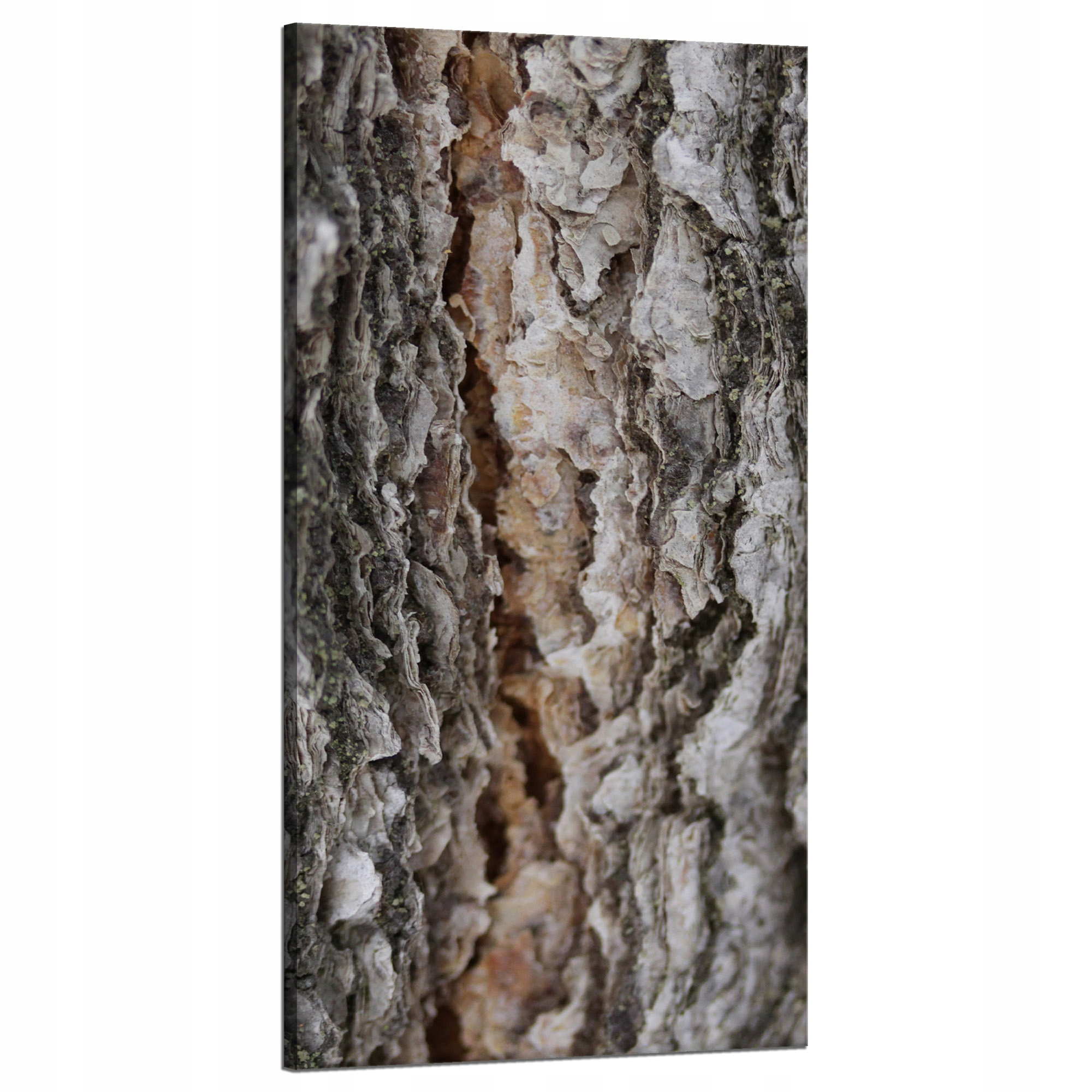 Obraz na plátně Příroda Kůra Stromy Magie Stromy Lesa 60x120