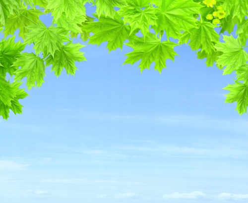 

Fototapeta flizelina na wymiar Liście