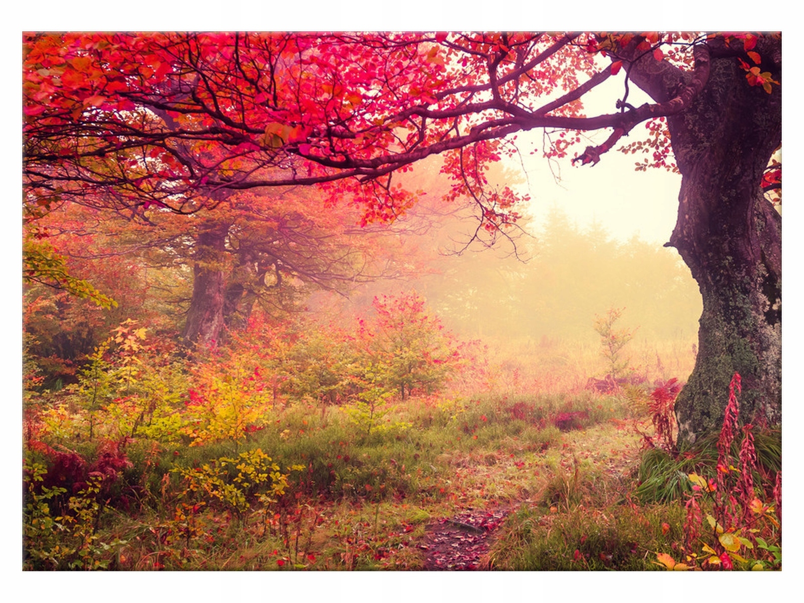 

Obraz Jesienny krajobraz 70x50 Pejzaż na płótnie
