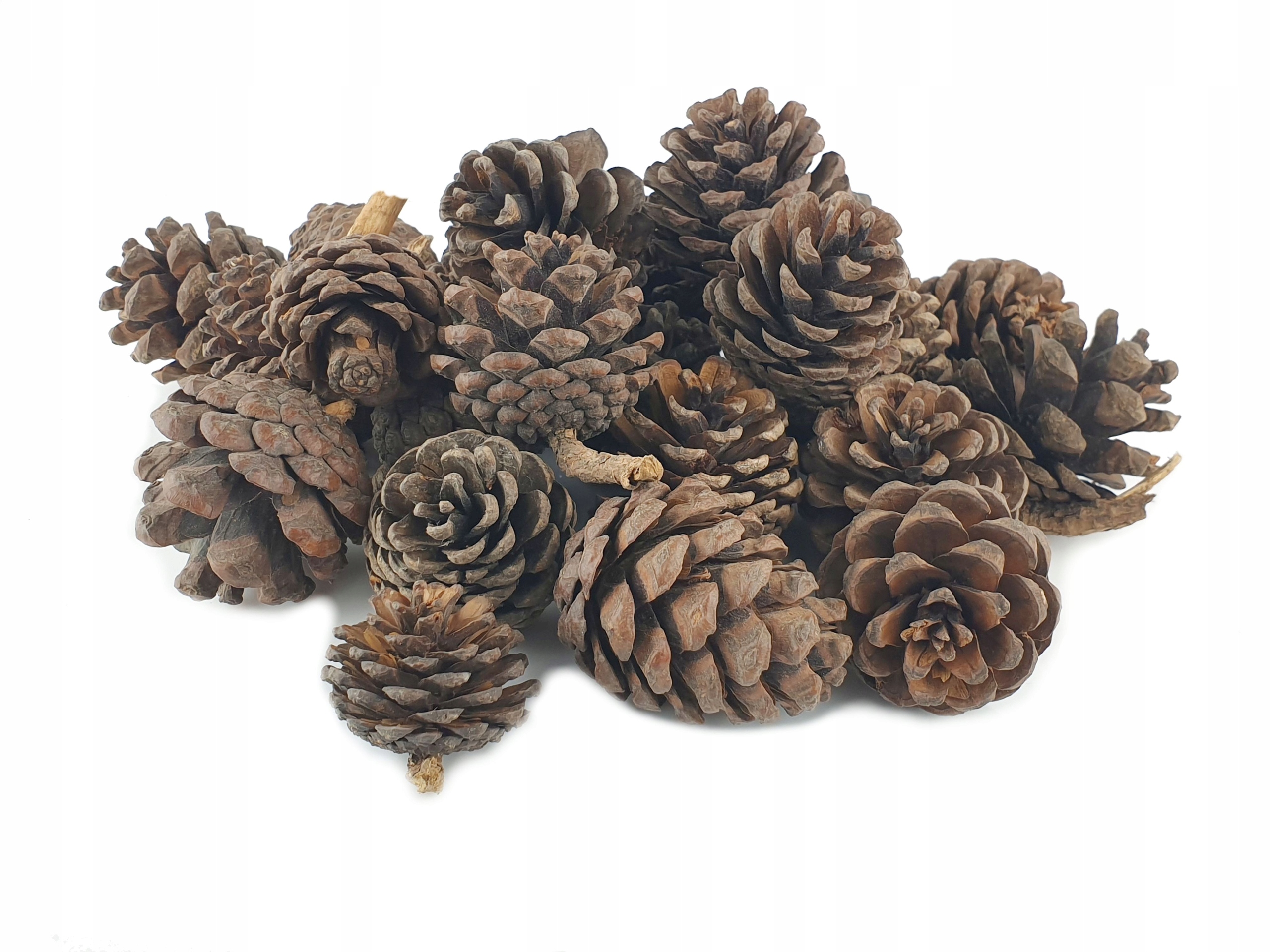 

Szyszka sosny Szyszki sosnowe 3-5 cm 24 sztuki