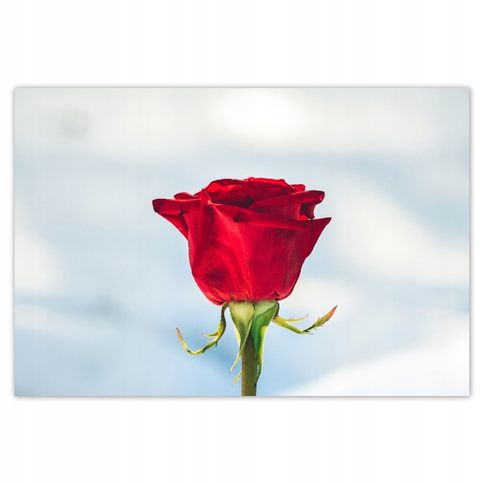 

Plakaty 155x105 Czerwona róża