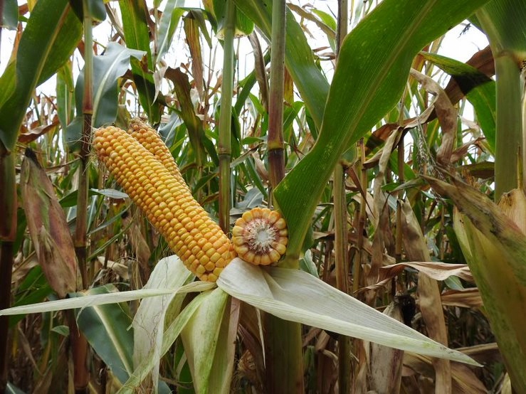 Nasiona kukurydzy Sulano FAO 210-220 50 tys. nas. Kod producenta Sulano