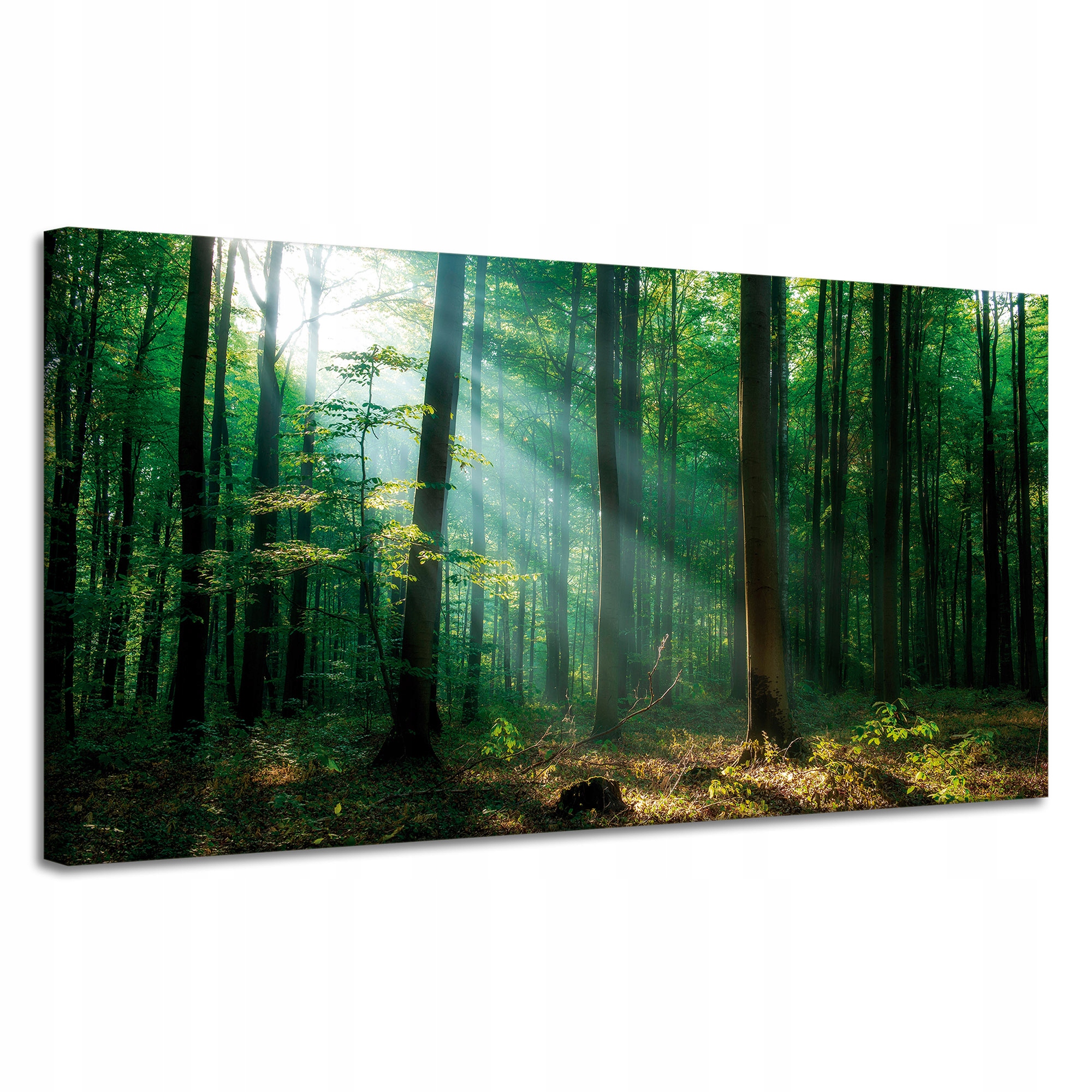 Obraz na plátně Les Stromy Sluneční paprsky 120x60 cm Ideální jako dárek