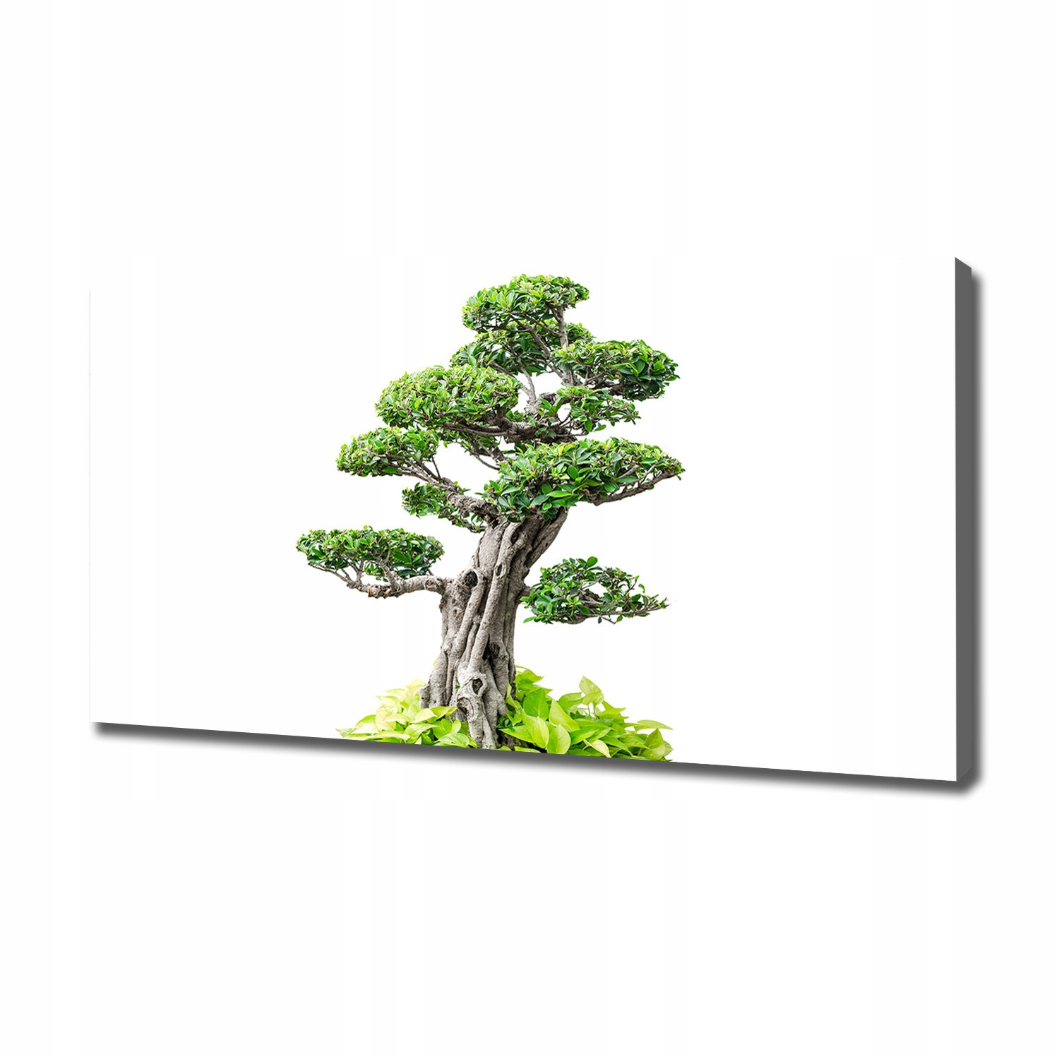 

Foto obraz na płótnie Drzewo bonsai 120x60 cm