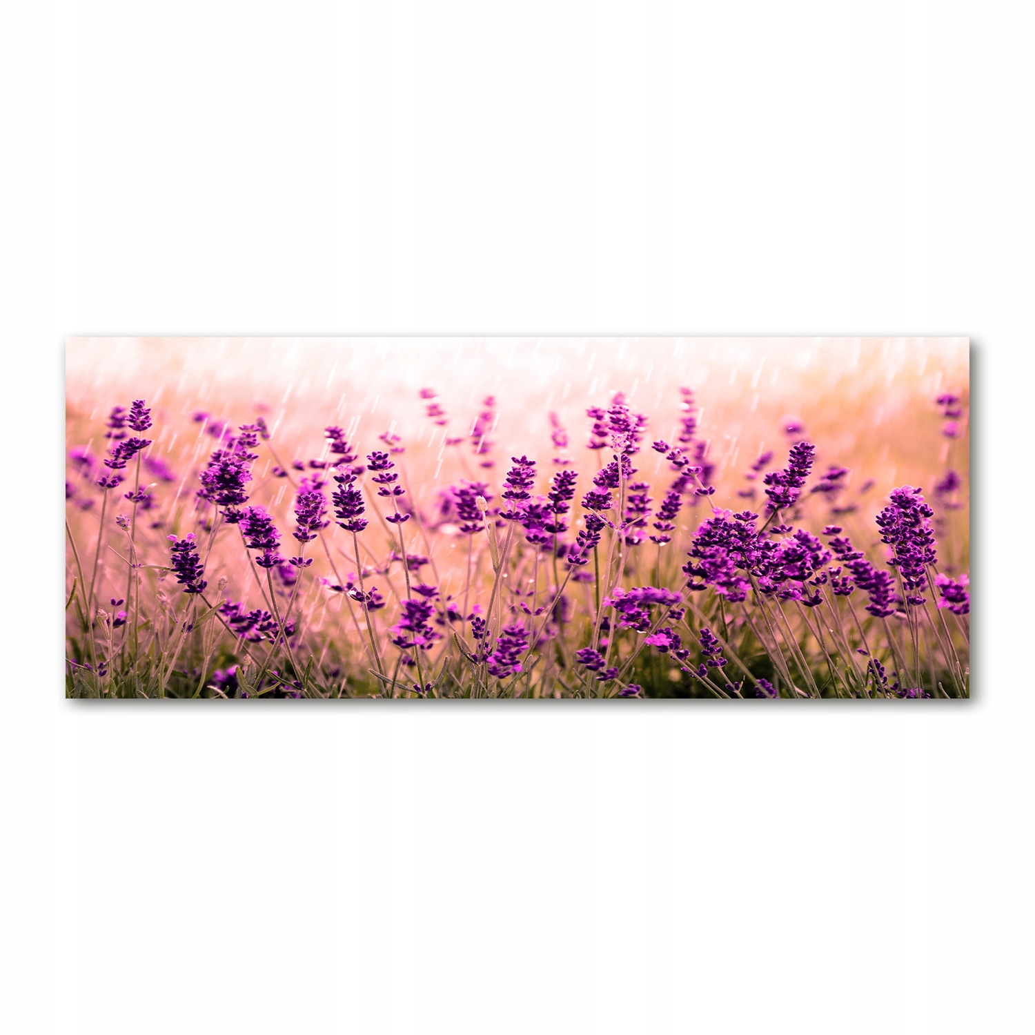

Foto obraz duży akryl nowoczesny Lawenda 125x50cm