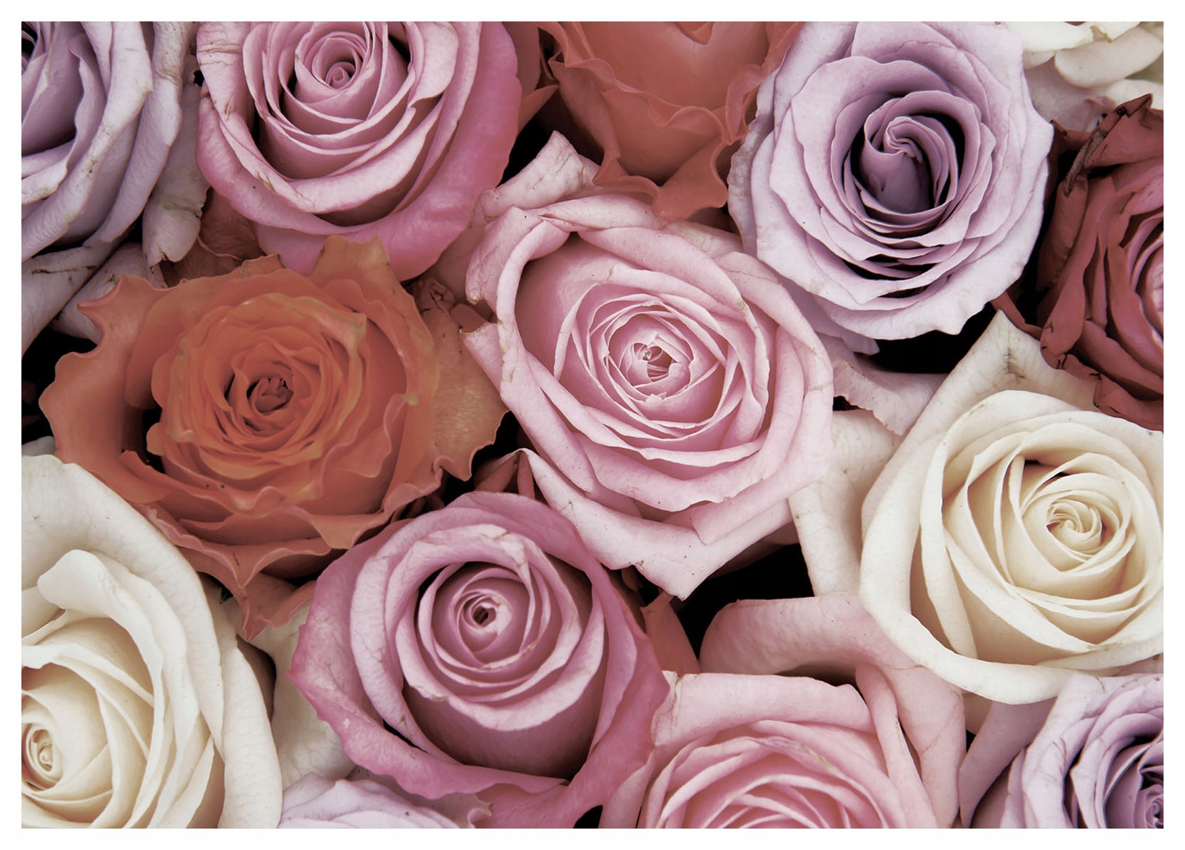 Vliesová fototapeta Růže romantická zahrada na zdi 350x250 lepidlo