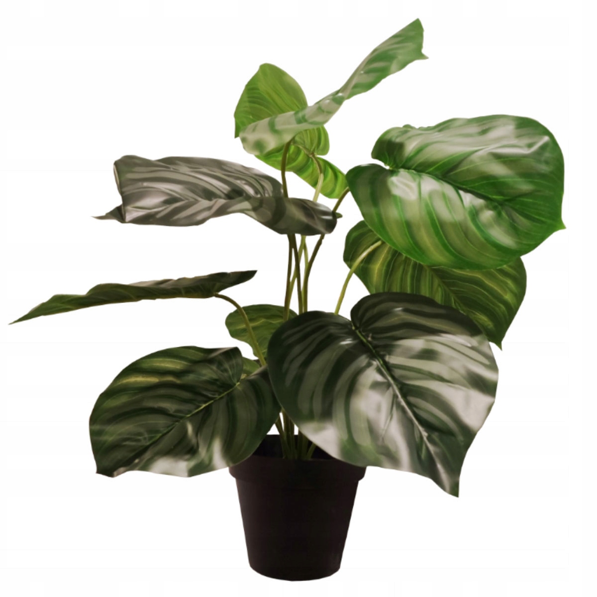 

Monstera Kalatea w doniczce Sztuczna Roślina 60 cm
