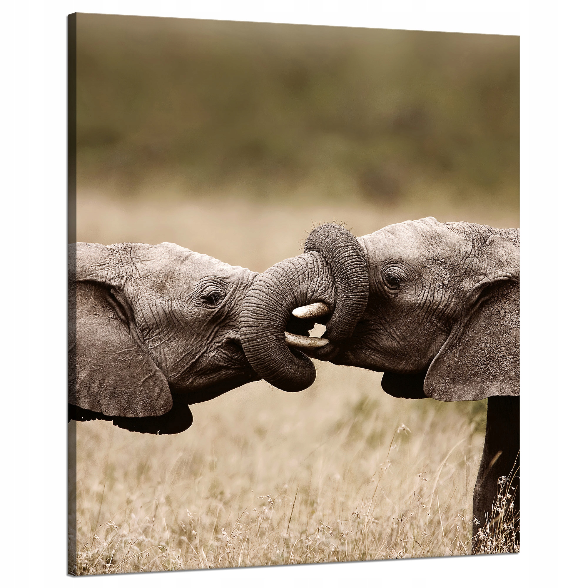 Obraz na plátně Setkání slonů Afrika Příroda 80x100 cm Ideální jako dárek