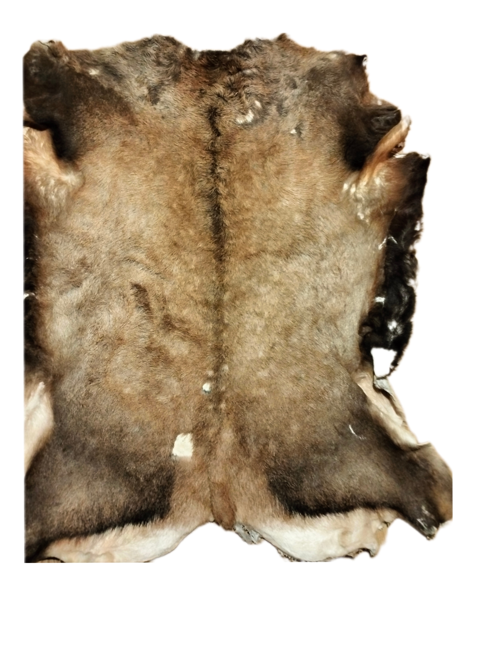 SKÓRA Z JELENIA USZKODZONA