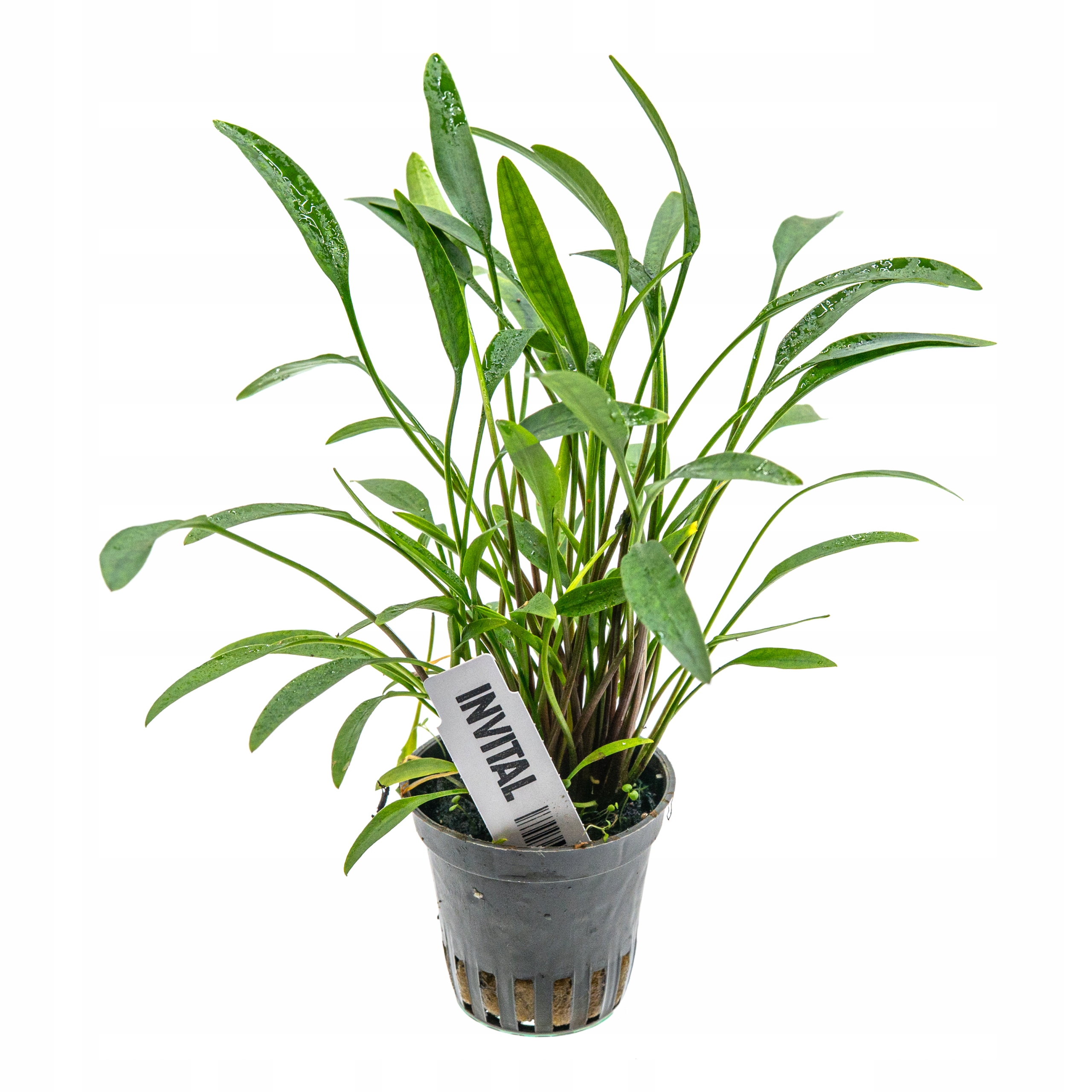 INVITAL Cryptocoryne nevellii koszyk Ø 5,5 cm
