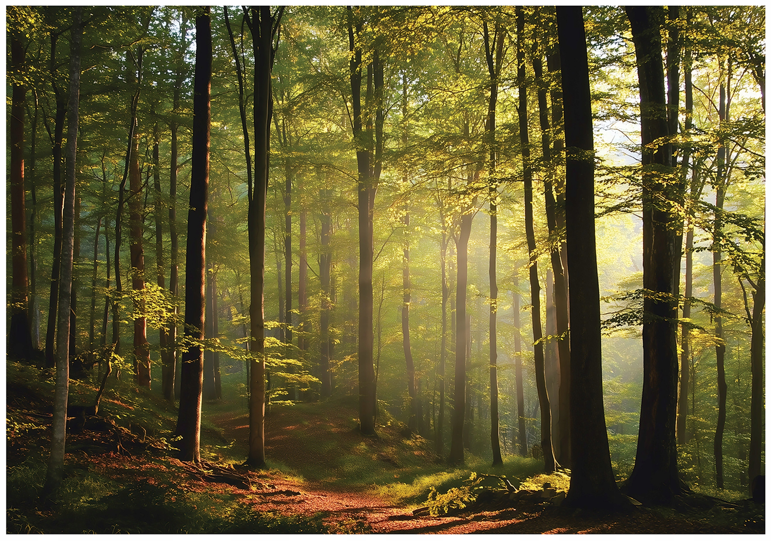 Fototapeta Sluneční Les Stromy Příroda Na Zeď Ložnice Obývací Pokoj 250x175