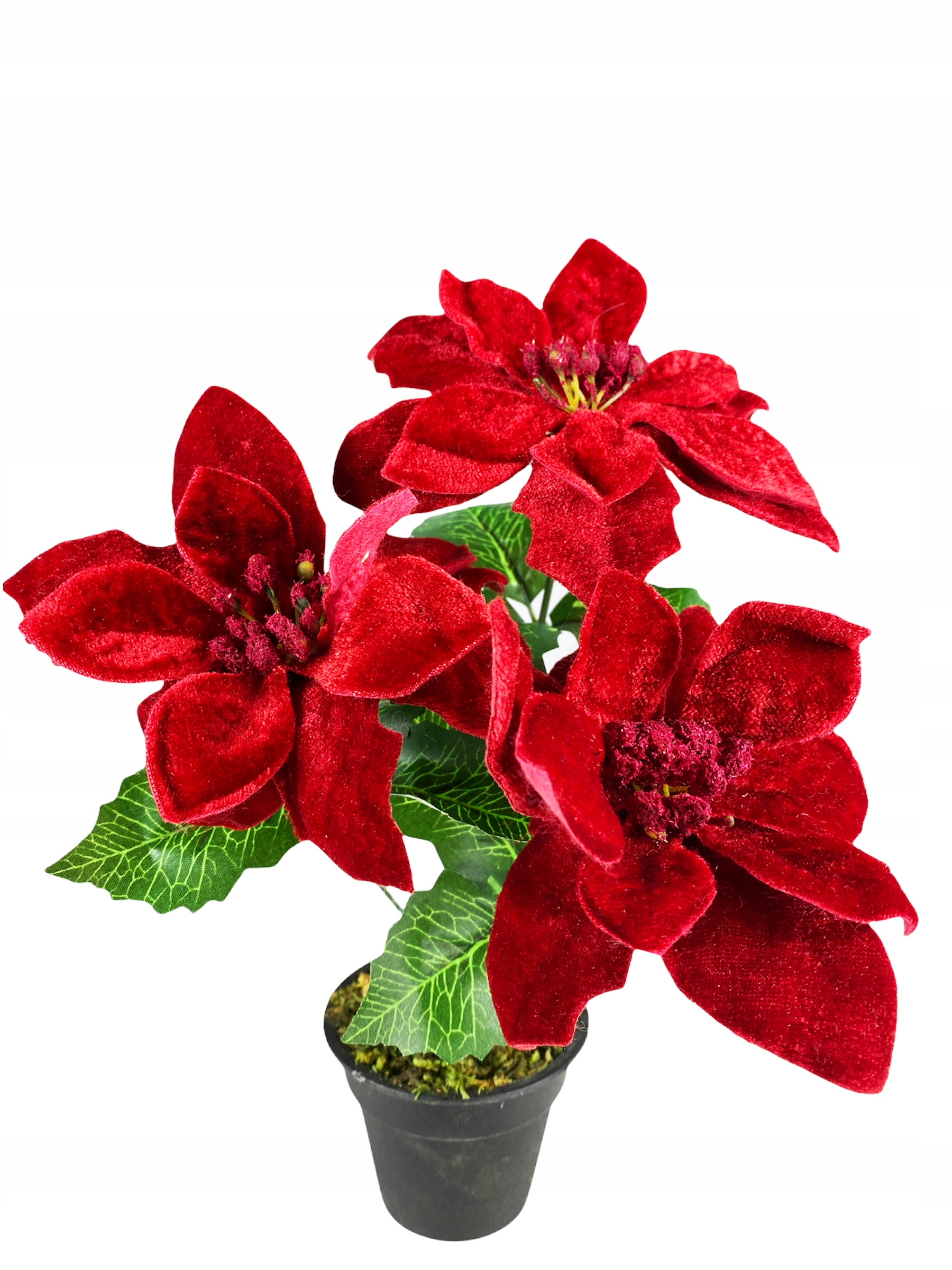 

Gwiazda Betlejemska Poinsecja Czerwona doniczka