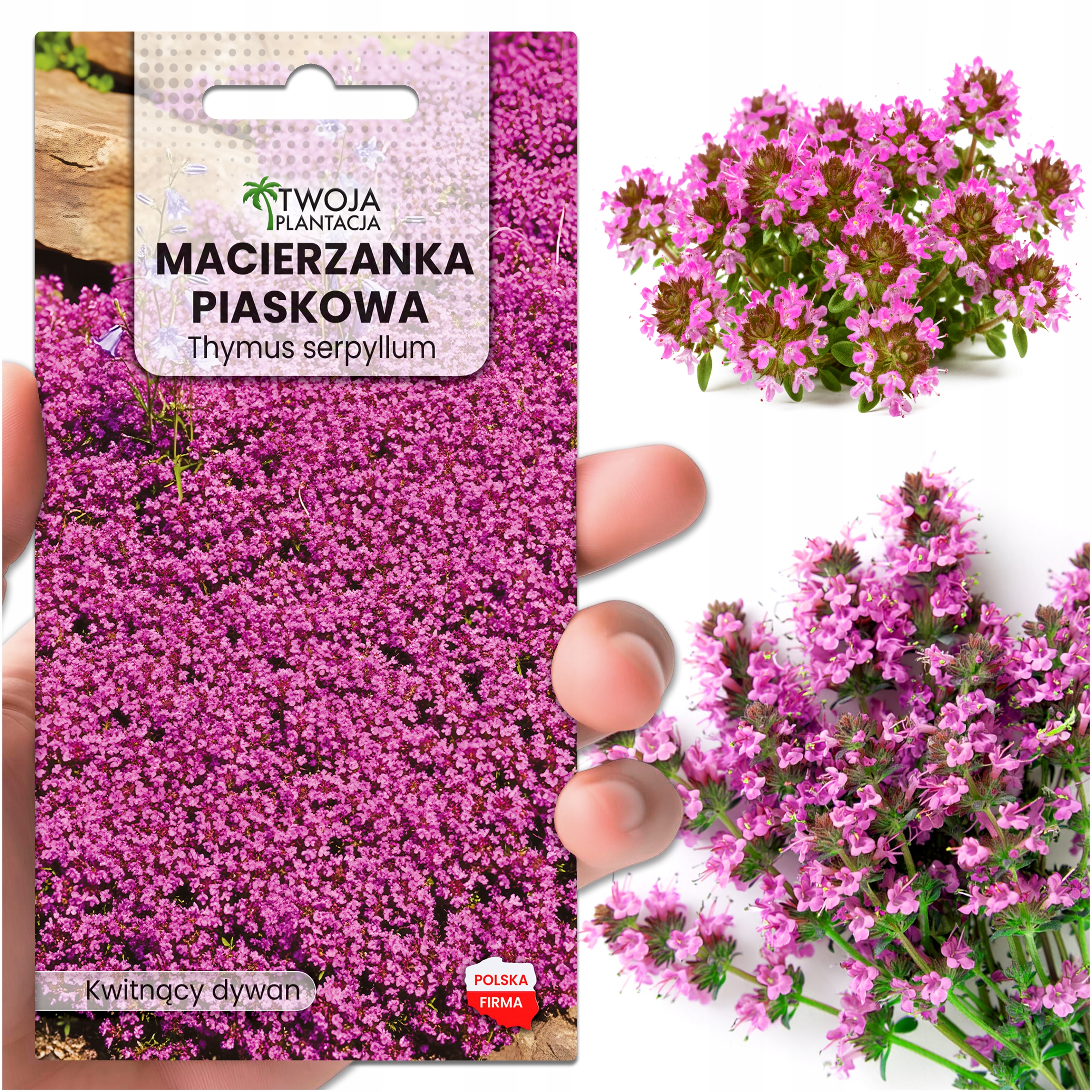 MACIERZANKA PIASKOWA NASIONA KWIATÓW RÓŻOWA Thymus Serpyllum 800 Nasion