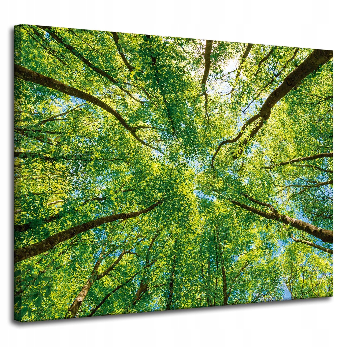 Obraz na plátně Stromy Listy Příroda Les Jaro 100x80 cm