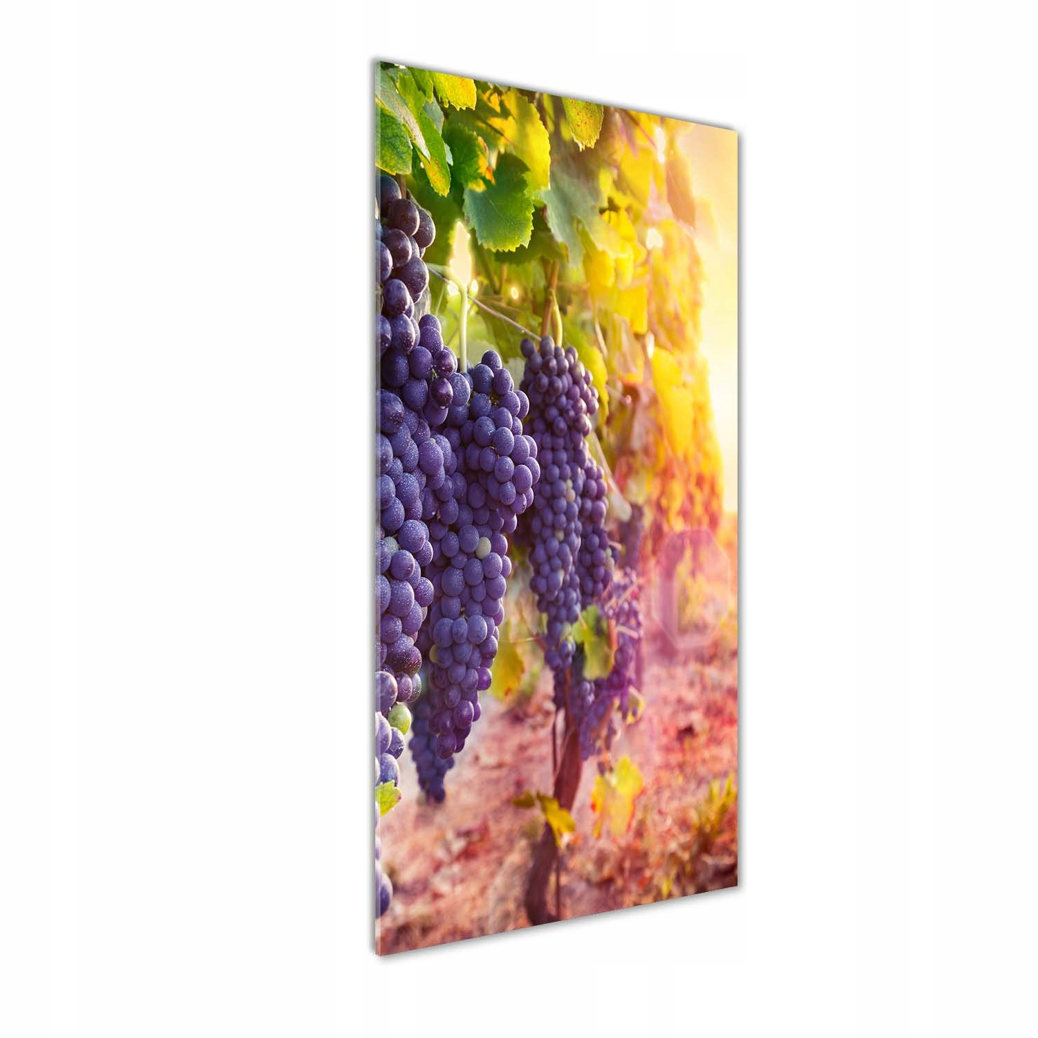 Akrylový obraz na zeď Vinice 50x125 cm