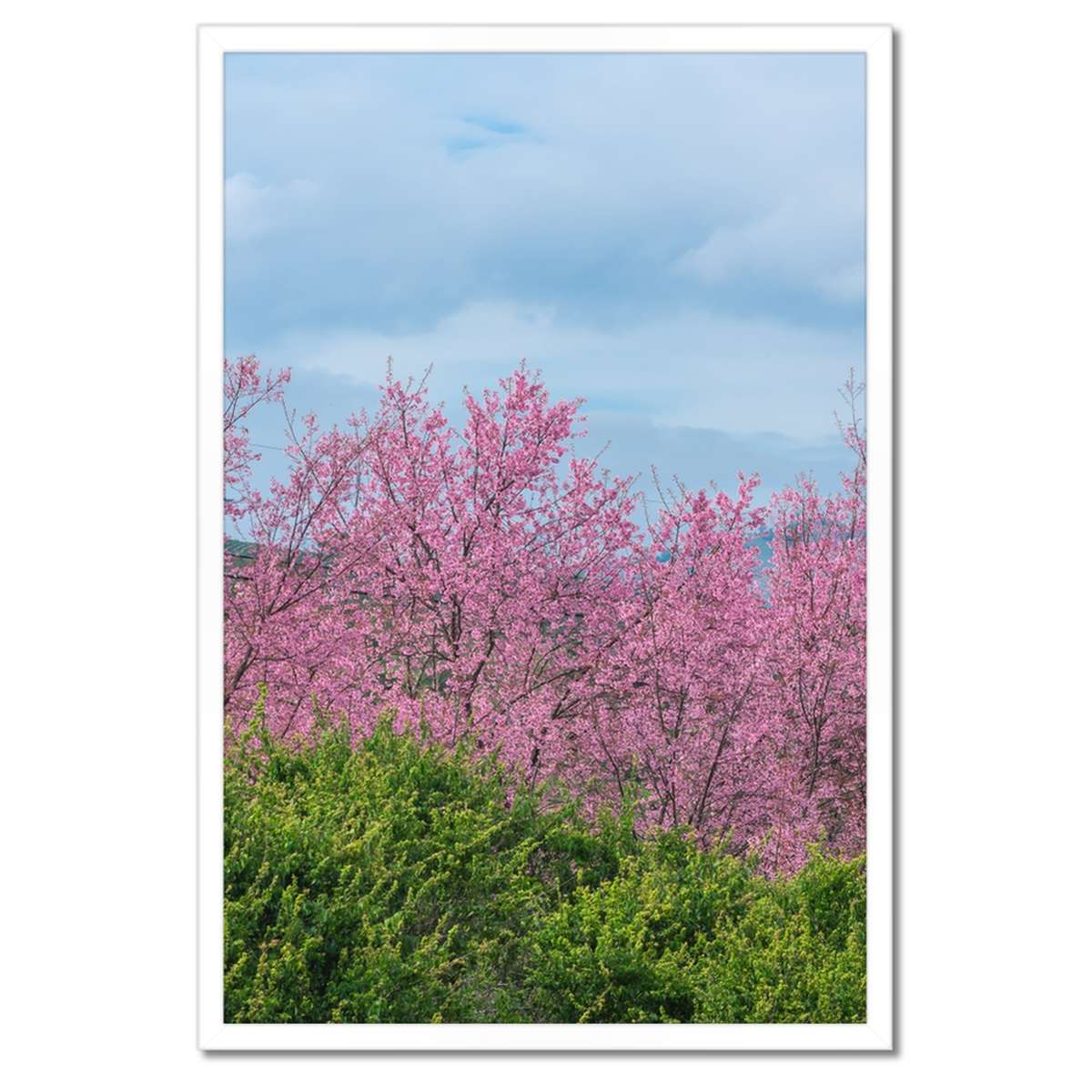 Plakáty v rámu 40x60 Kvetoucí višeň