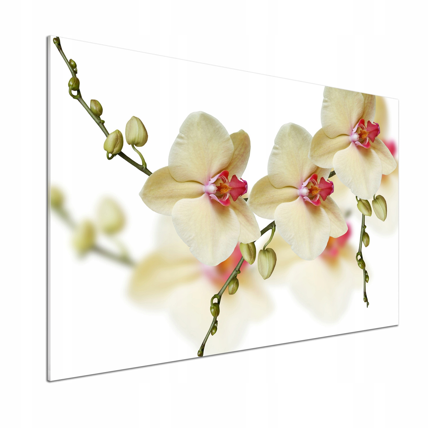 Panel medzi nábytkom v kuchyni Orchidea 100x70 Lepidlo