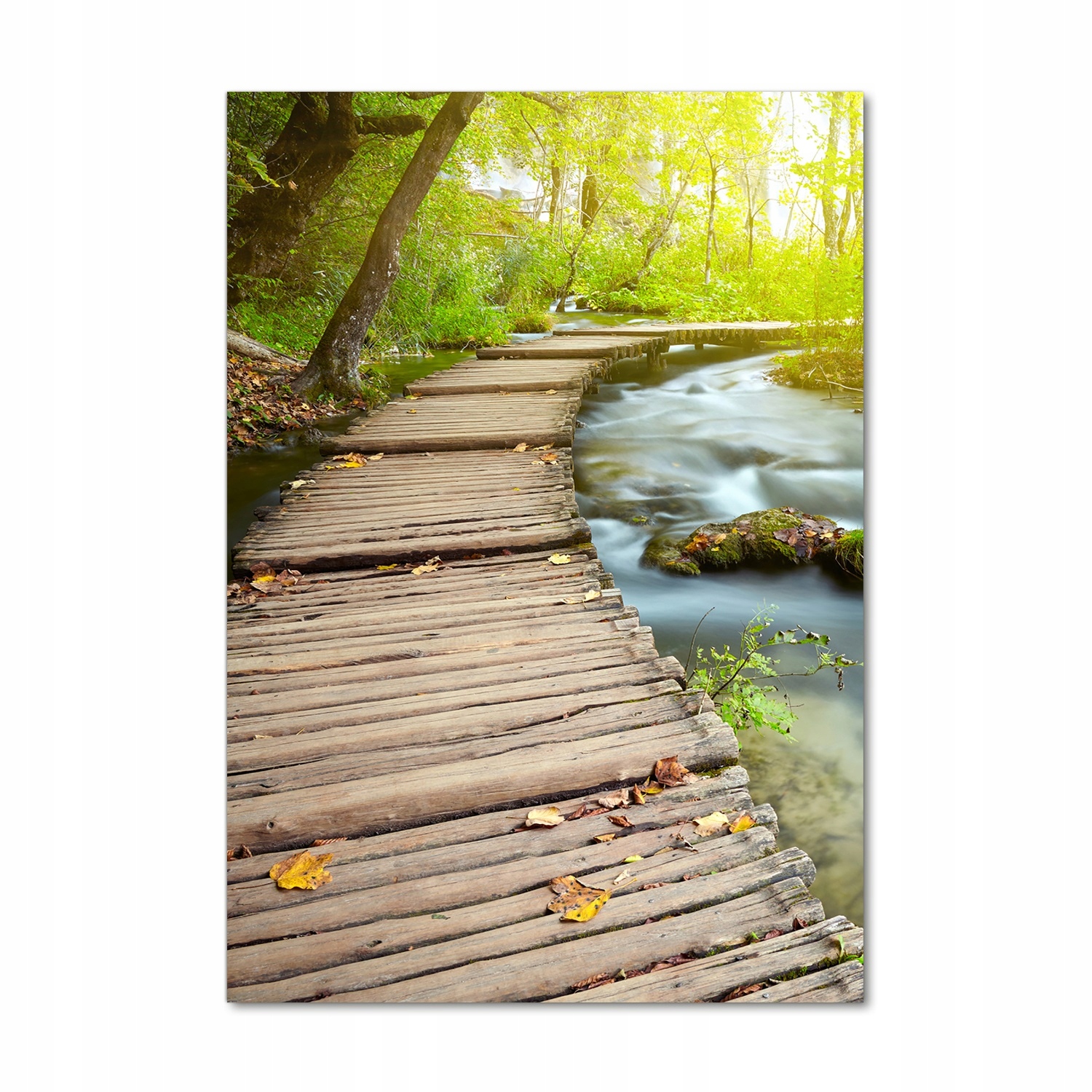 

Foto obraz szkło akrylowe Ścieżka w lesie 70x100cm