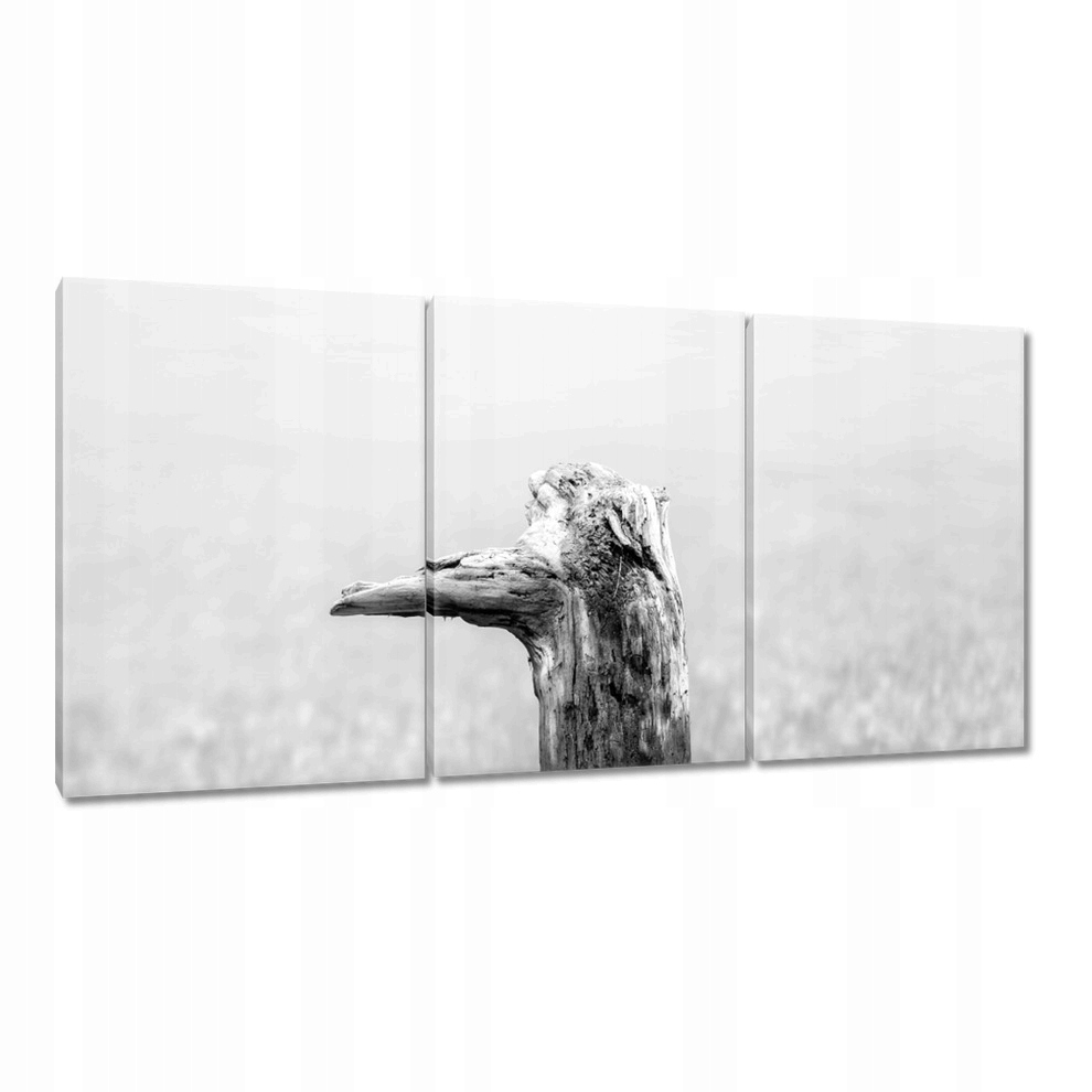 

Obrazy 120x60 Plaża Korzeń Piasek