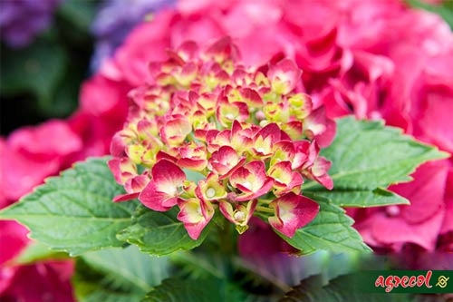 NAWÓZ DO RODODENDRONÓW I HORTENSJI 1,5kg 100 DNI Forma granulat