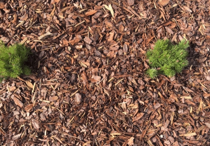 KORA SOSNOWA ŚREDNIA 10-50 mm 80L OGRODOWA SORTOWANA PRZECIW CHWASTOM TORF