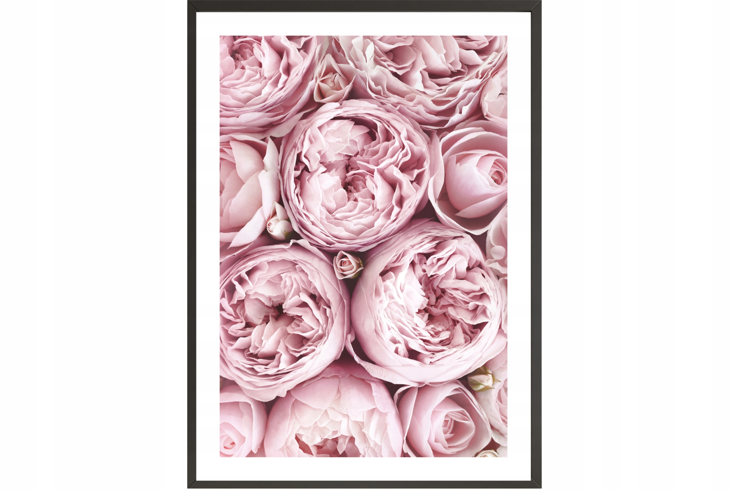 

Obraz plakat 40x30 kwiaty piwonie róż do kuchni