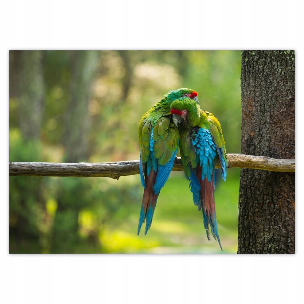 

Plakaty 70x50 Papużki papugi Ptaki