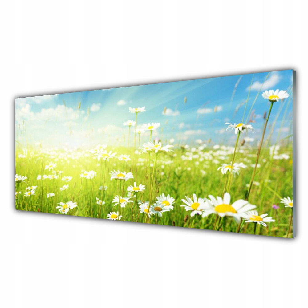 

Obraz akryl ścienny 125x50 Łąka Stokrotki Natura