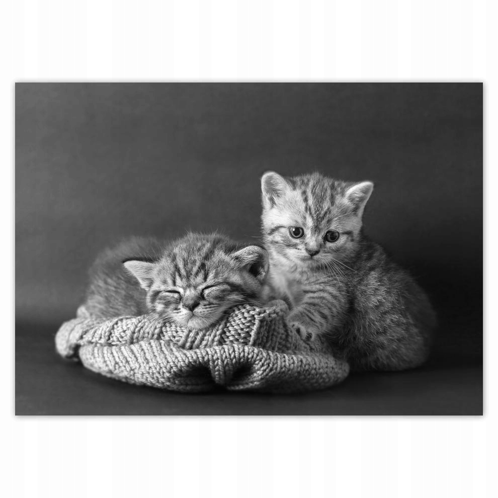 

Plakat 70x50 Kotki Kiciusie Koty Bw