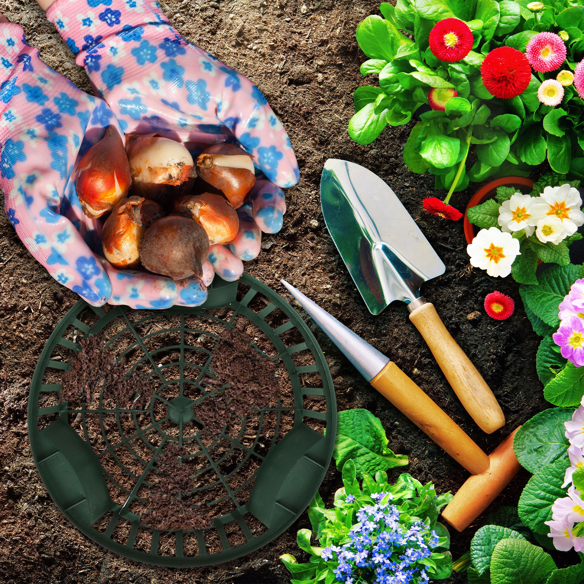 ZESTAW 10x KOSZYK NA CEBULĘ 215 MM OSŁONKA SADZENIA CEBULEK KWIATOWYCH BULW Kod producenta ZSY2104