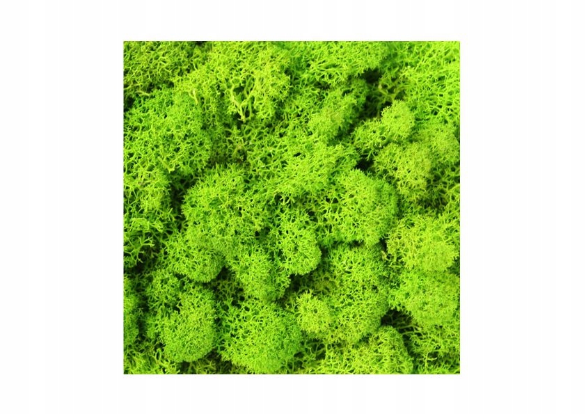 panel ściana z mchu chrobotka na wymiar (111) • Cena, Opinie • Mech