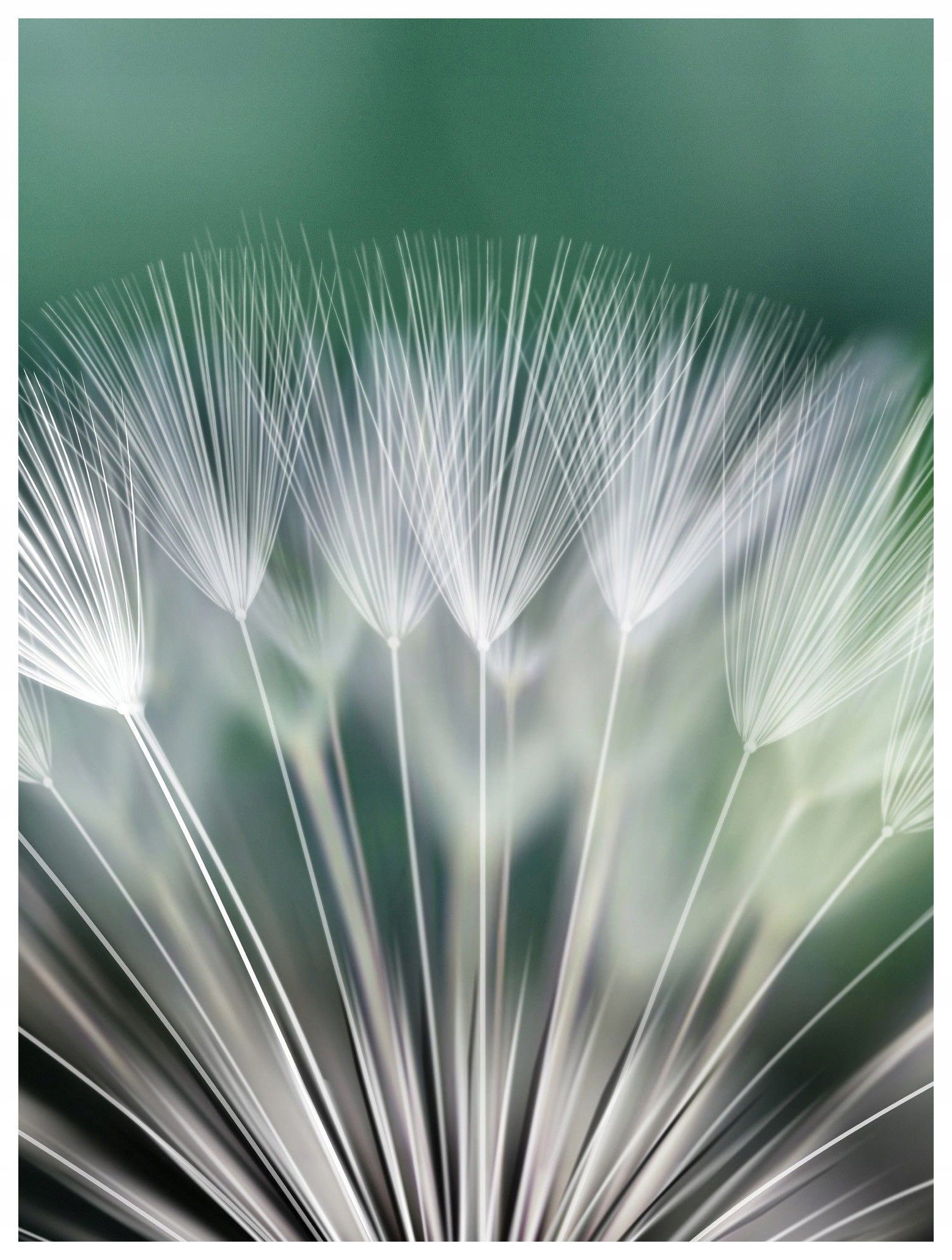 Fototapeta púpava vinylová príroda 184x254 jemnosť a pokoj lepidlo