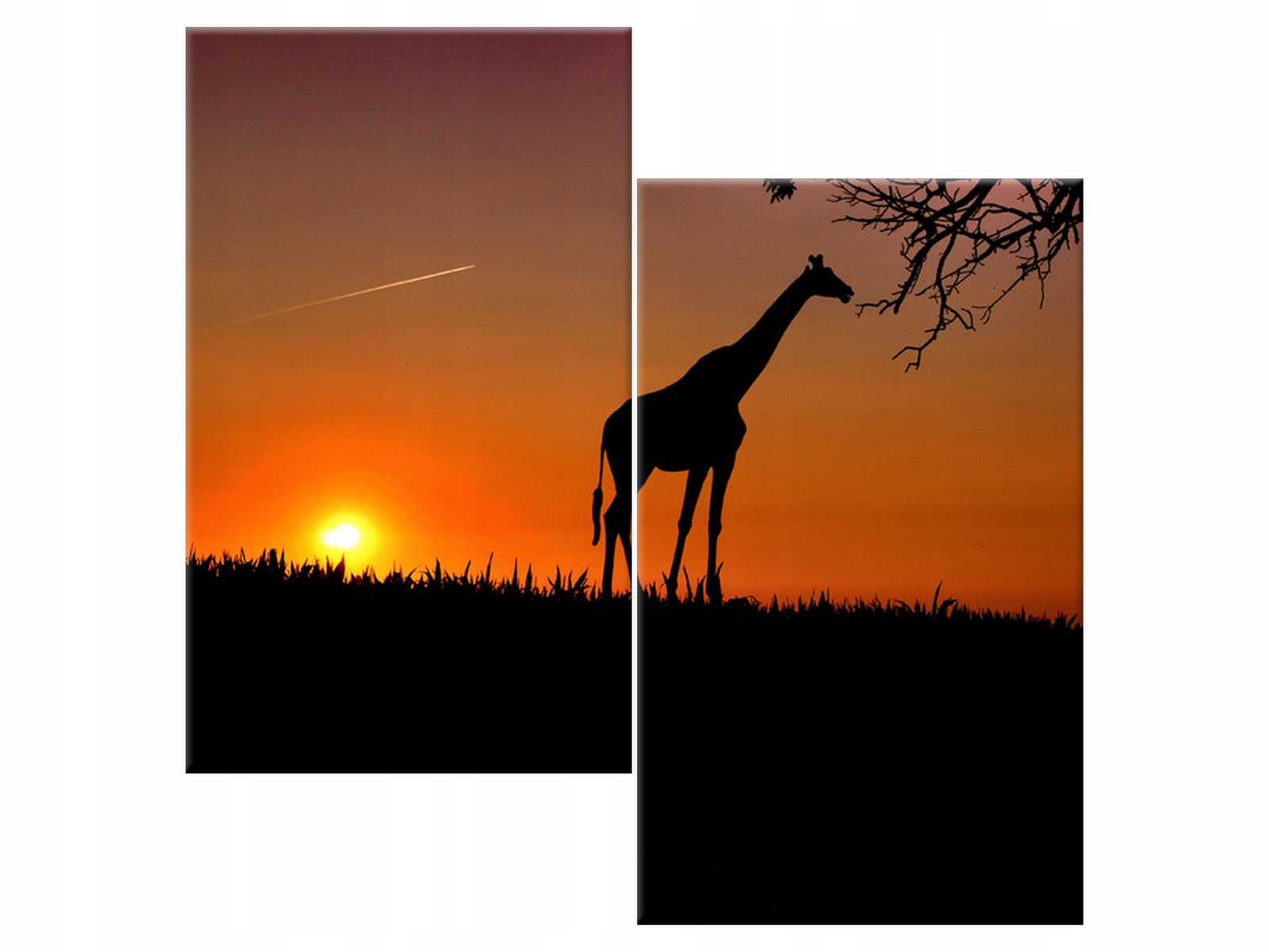 

Obraz Młoda żyrafa 60x60 Żyrafa Łąka na płótnie